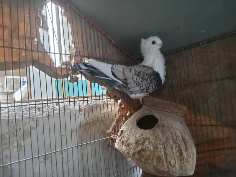sentinel female — photo 5
