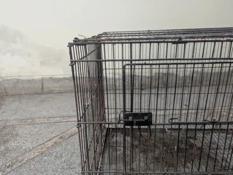 Raw Parrot cage — photo 4