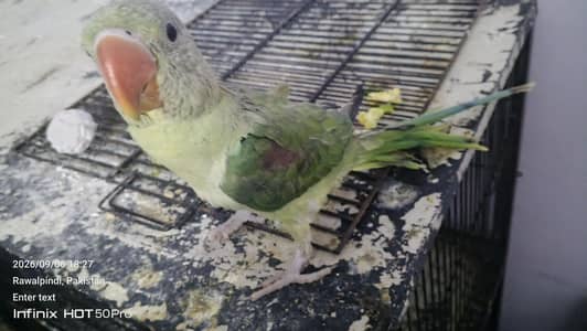 raw parrot for sale ful hand tamed