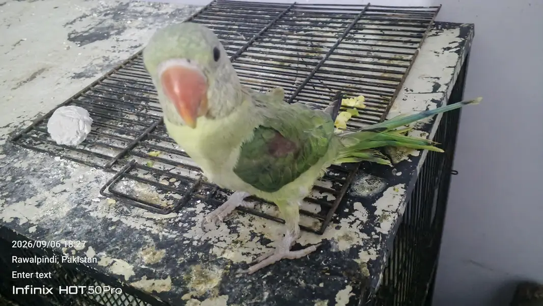 raw parrot for sale ful hand tamed — photo 2
