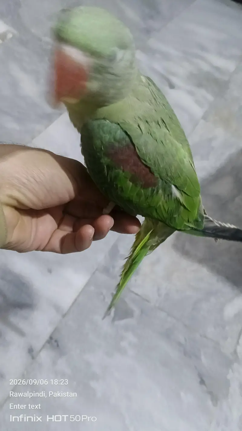raw parrot for sale ful hand tamed — photo 3