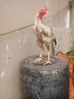 ASEEL JAVA MURGA KORIS ME 3