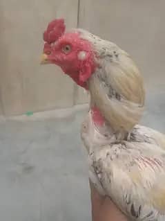 ASEEL JAVA MURGA KORIS ME 4