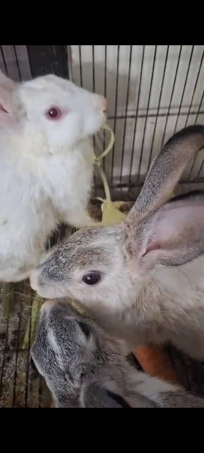 Rabbits from Sweden for sale.