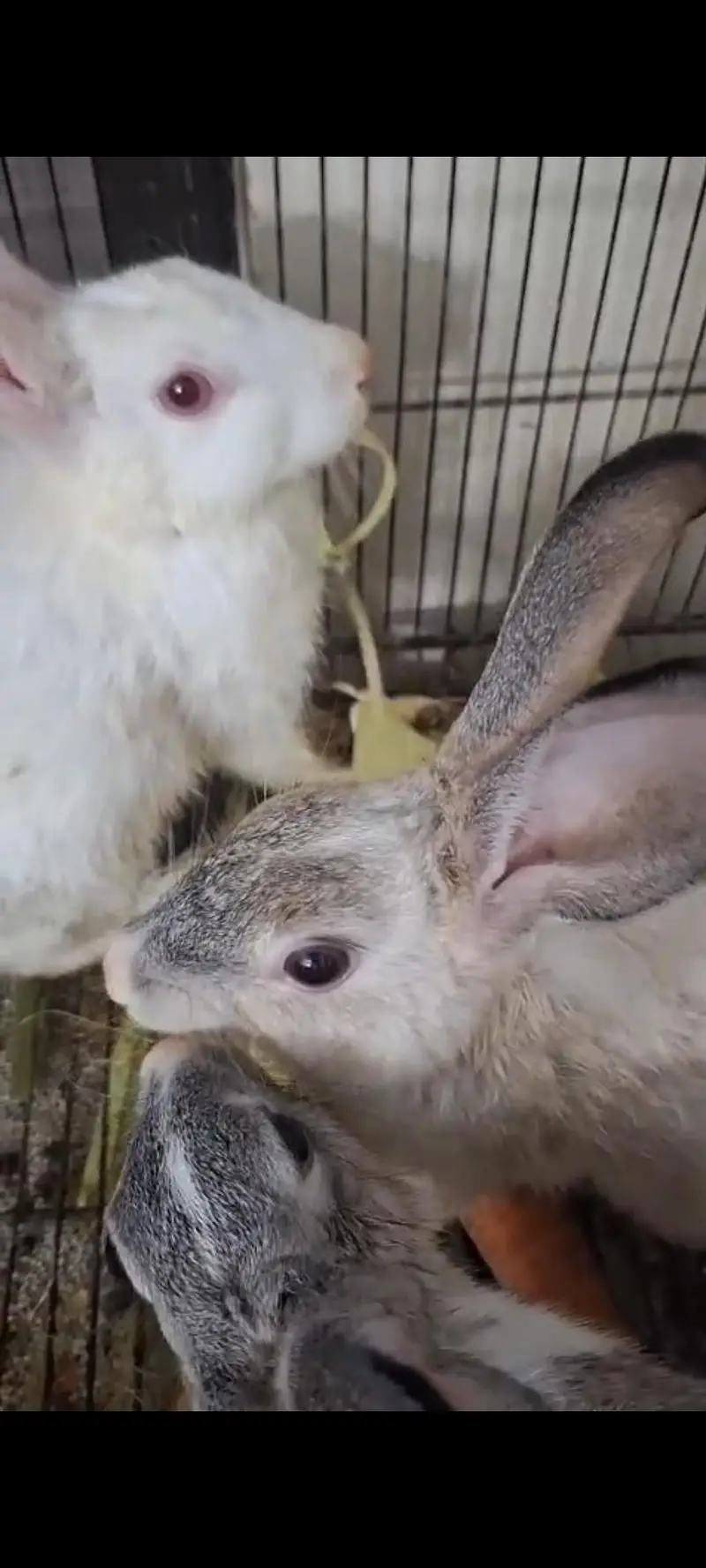 Rabbits from Sweden for sale.