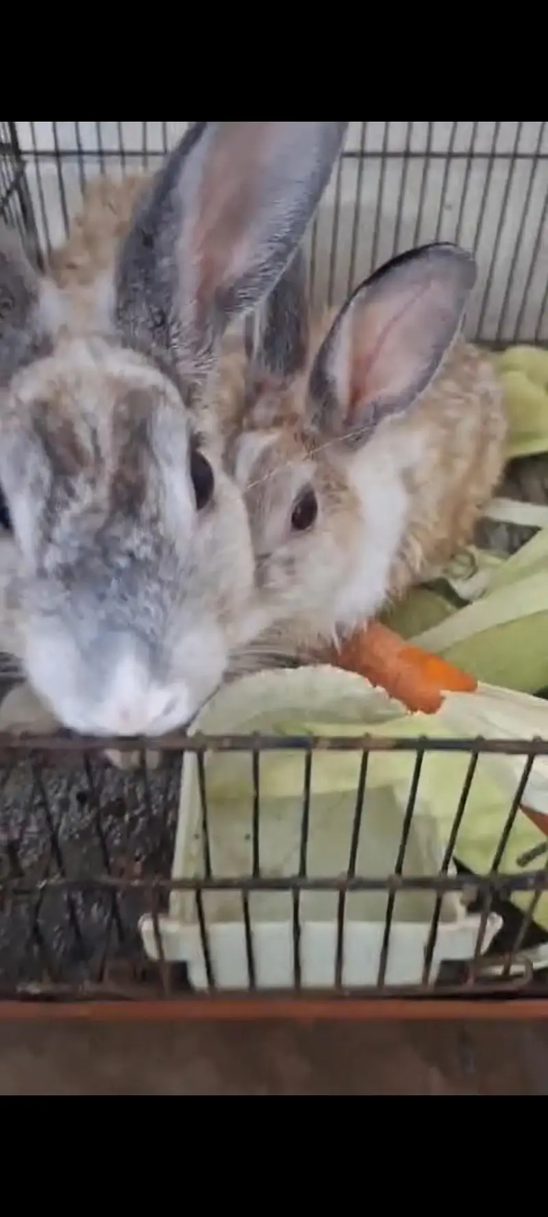 Rabbits from Sweden for sale. — photo 2