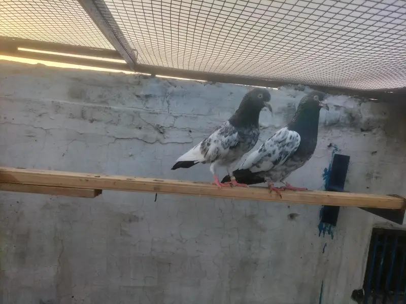 ferozpori or Taddy pair for sale — photo 2
