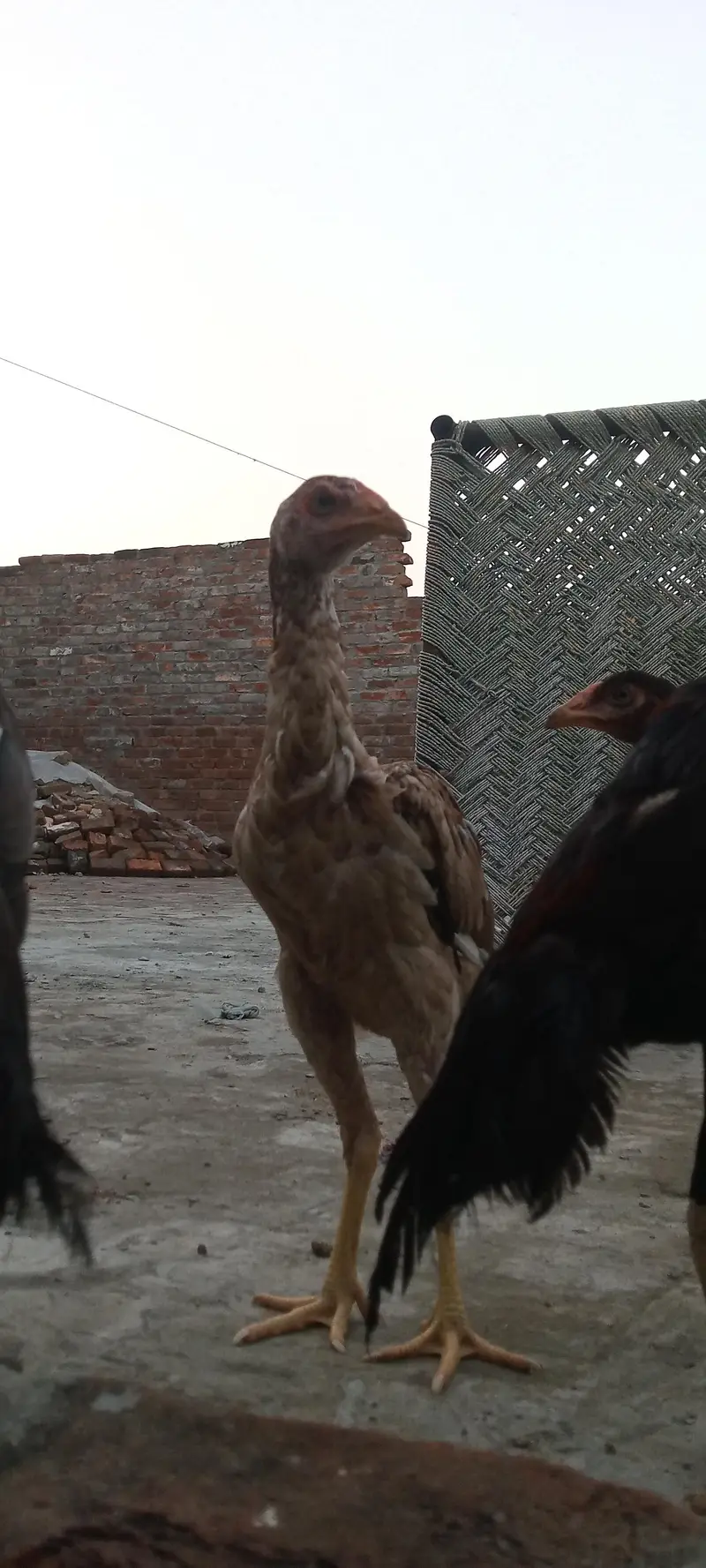 Nasir bacche Hain 6 March  murgi hain aur teen hi buddhe hain — photo 2