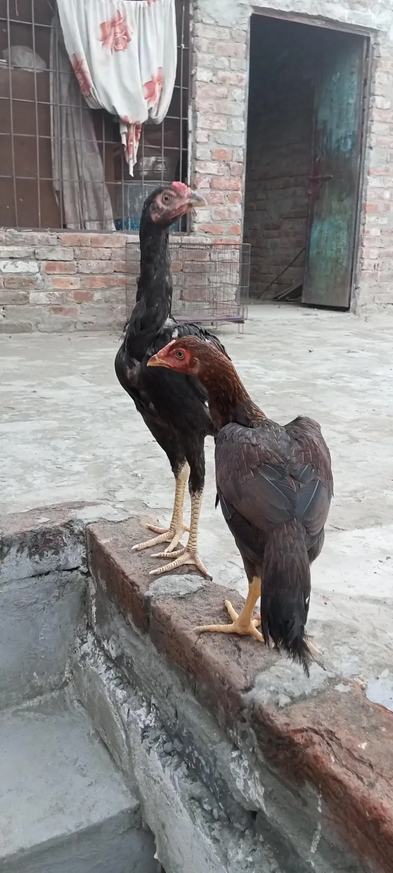 Nasir bacche Hain 6 March  murgi hain aur teen hi buddhe hain — photo 3