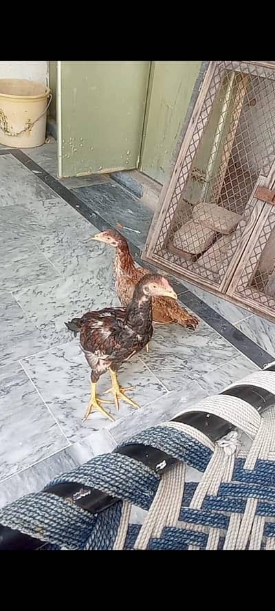 urgent for sale