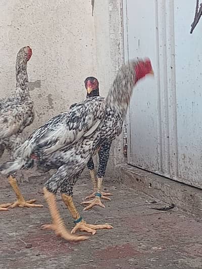 Shamo Baridar quality Birds 15k per peace
