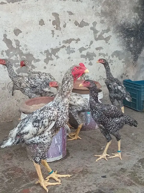 Shamo Baridar quality Birds 15k per peace — photo 2