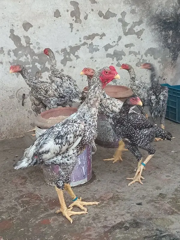 Shamo Baridar quality Birds 15k per peace — photo 3