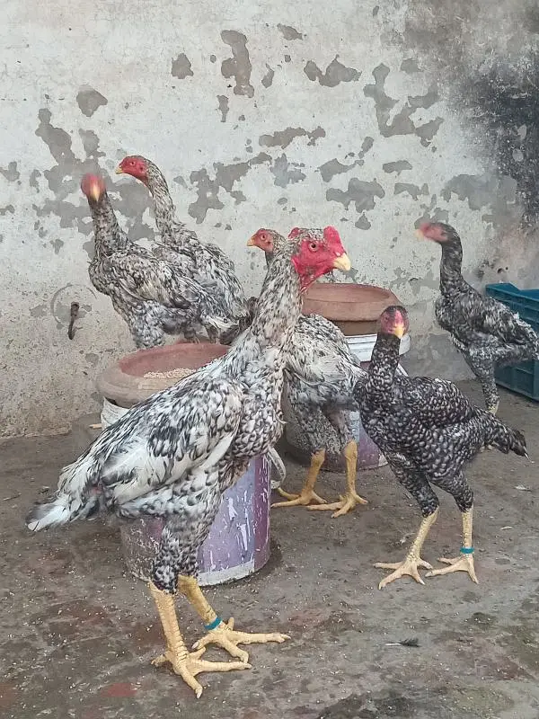 Shamo Baridar quality Birds 15k per peace — photo 4
