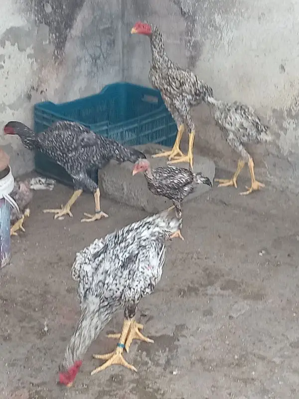Shamo Baridar quality Birds 15k per peace — photo 5