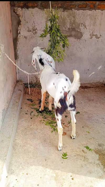 bakrota for sale