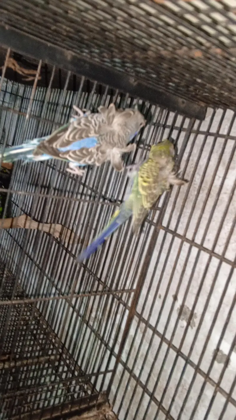 hogo double flowers Gujranwala — photo 3