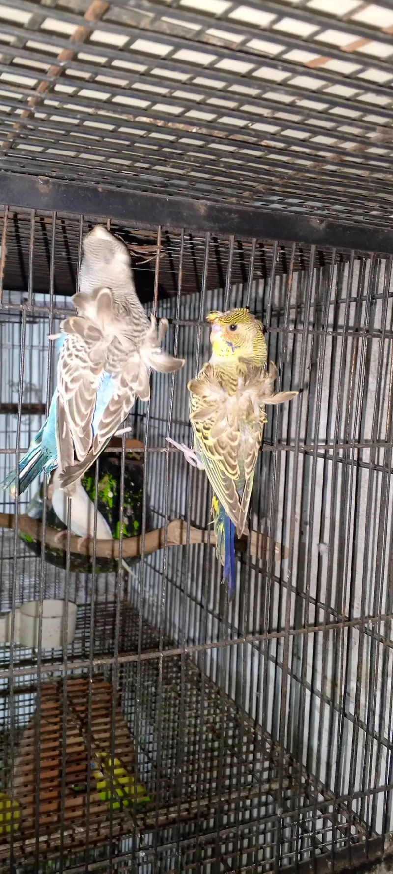 hogo double flowers Gujranwala — photo 5