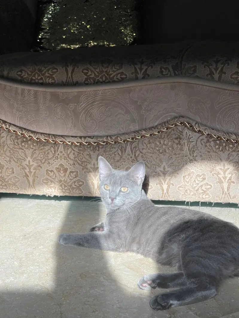 British Shorthair Pet quality fully vaccine and trained — photo 2