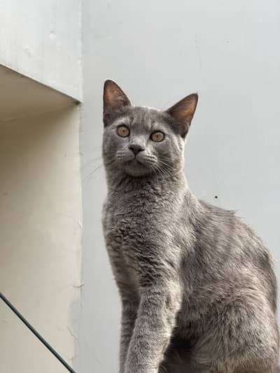 British Shorthair Pet quality fully vaccine and trained