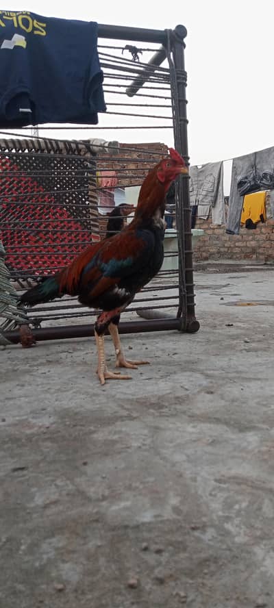 ek seal murga aur seal murgi hai