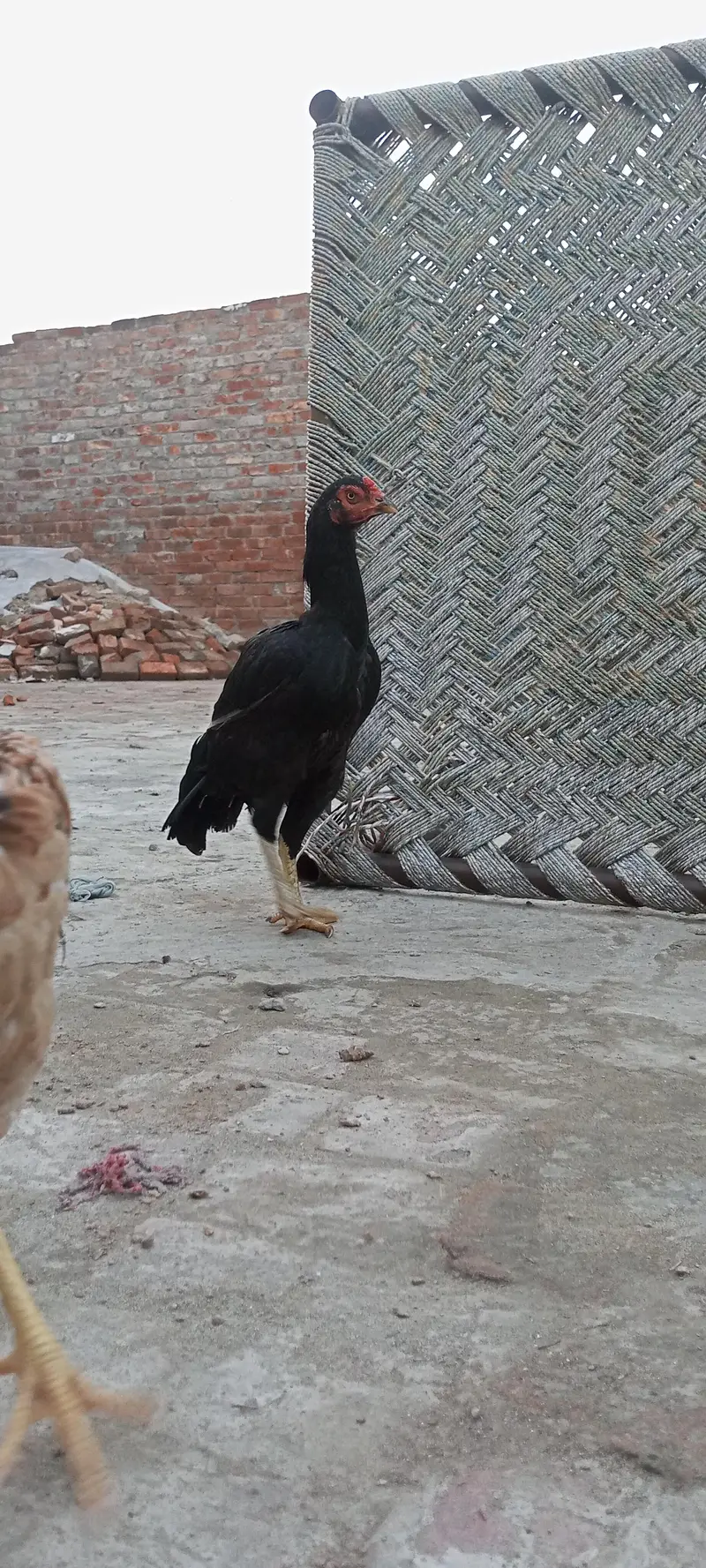 ek seal murga aur seal murgi hai — photo 2