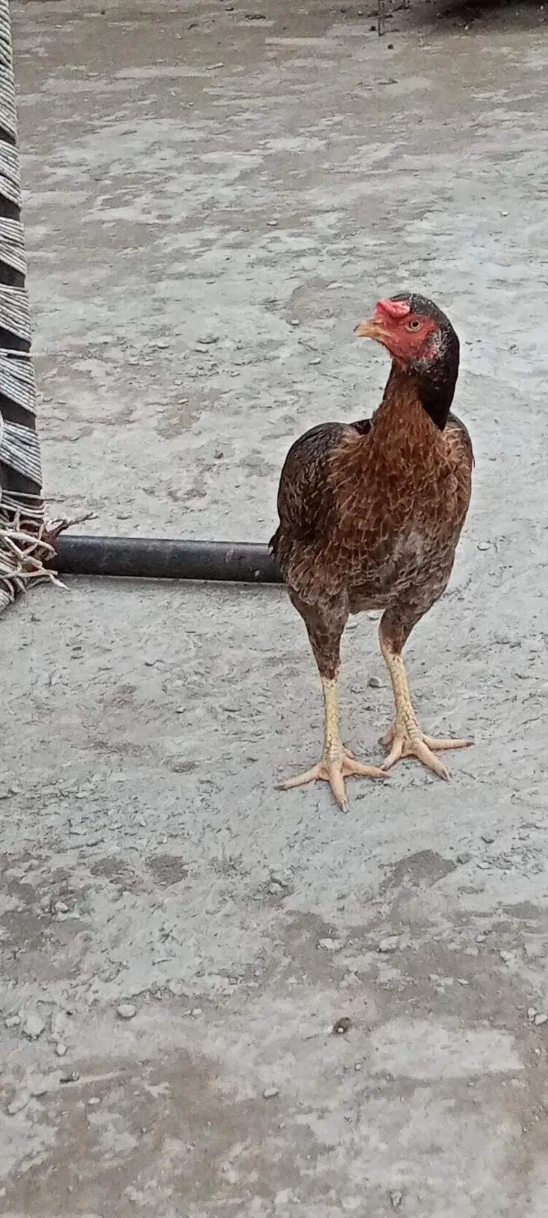 ek seal murga aur seal murgi hai — photo 3