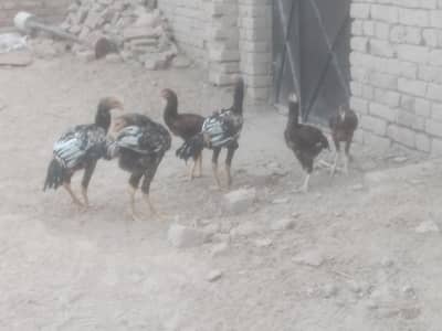 3male 3female. "Pure Jawa Aseel Pathay Aur Pathian For Sale"