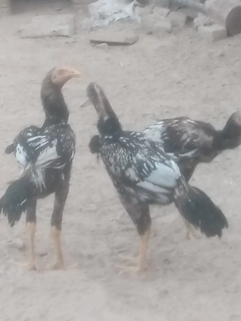 3male 3female. "Pure Jawa Aseel Pathay Aur Pathian For Sale" — photo 2