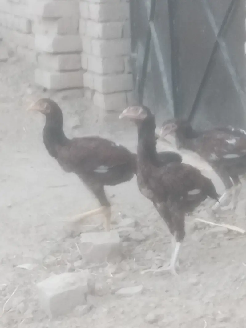 3male 3female. "Pure Jawa Aseel Pathay Aur Pathian For Sale" — photo 3