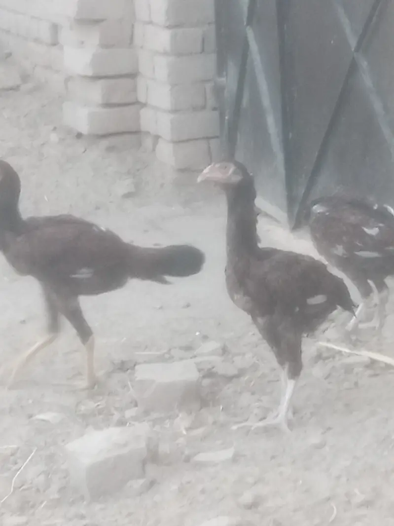 3male 3female. "Pure Jawa Aseel Pathay Aur Pathian For Sale" — photo 4