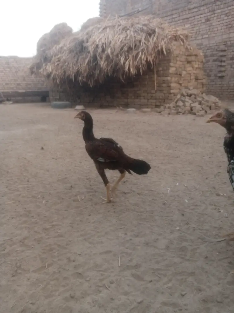 3male 3female. "Pure Jawa Aseel Pathay Aur Pathian For Sale" — photo 5