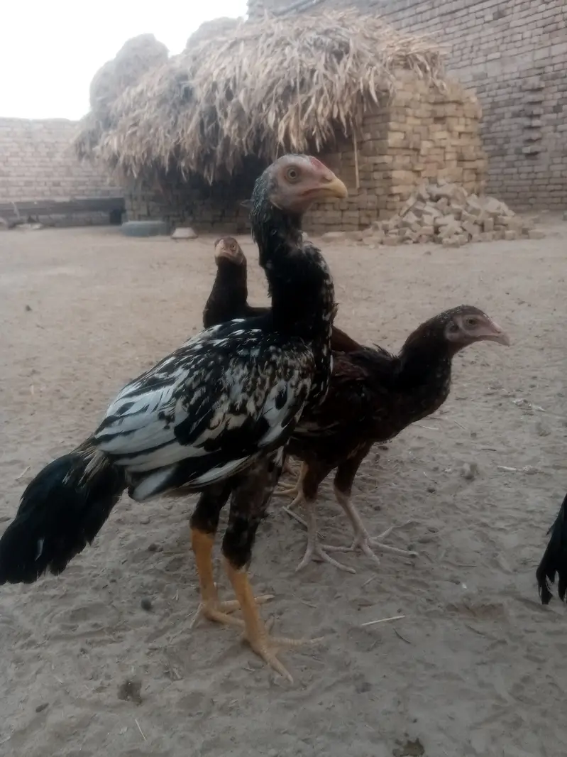 3male 3female. "Pure Jawa Aseel Pathay Aur Pathian For Sale" — photo 6