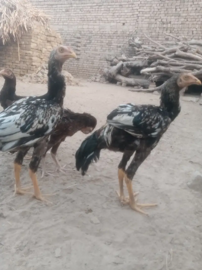 3male 3female. "Pure Jawa Aseel Pathay Aur Pathian For Sale" — photo 7