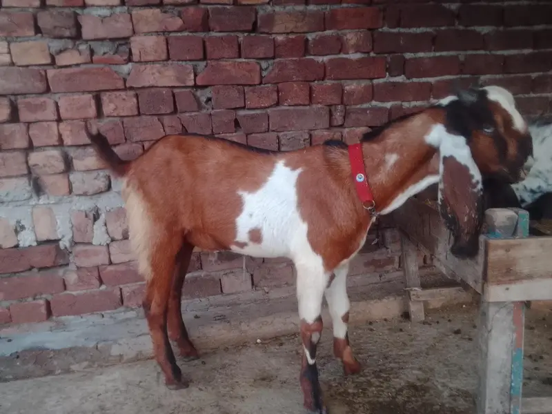 00 dant dasi ghr ky paly huwy — photo 5