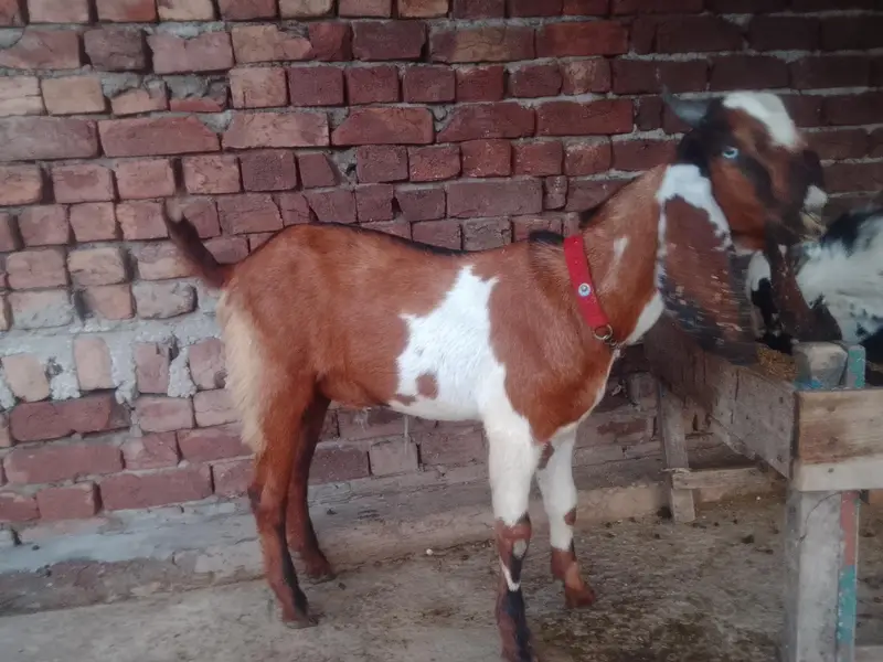 00 dant dasi ghr ky paly huwy — photo 6