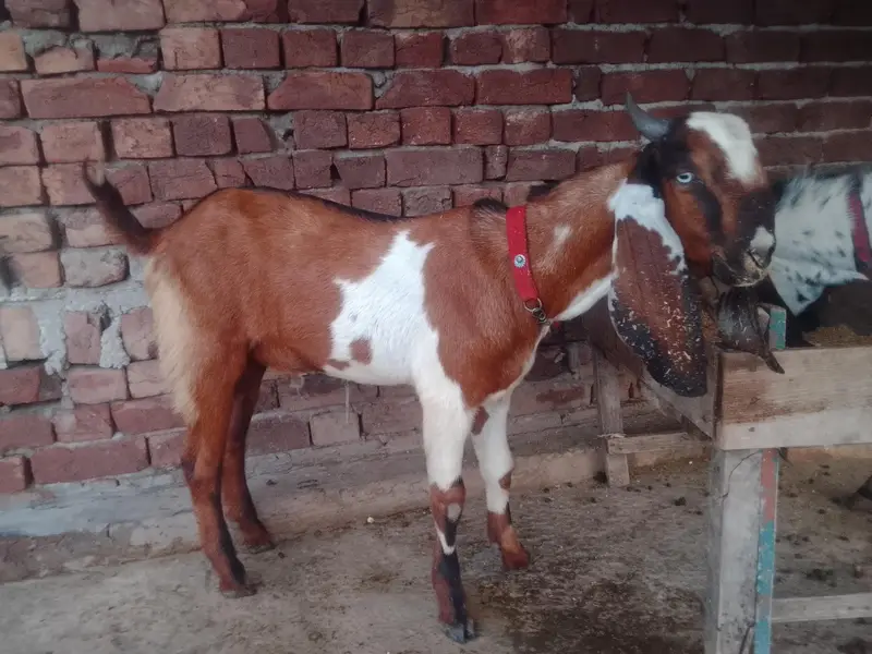 00 dant dasi ghr ky paly huwy — photo 7