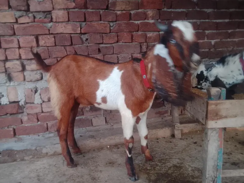 00 dant dasi ghr ky paly huwy — photo 8