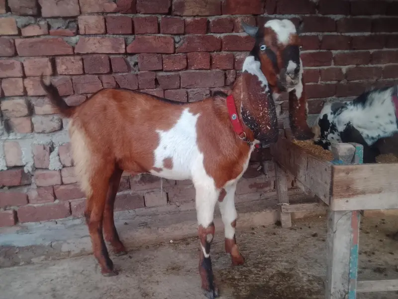 00 dant dasi ghr ky paly huwy — photo 9