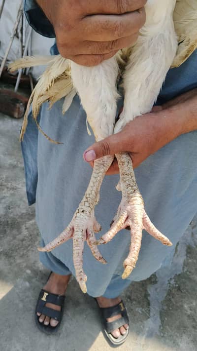Parrot Beek Heera Aseel Male