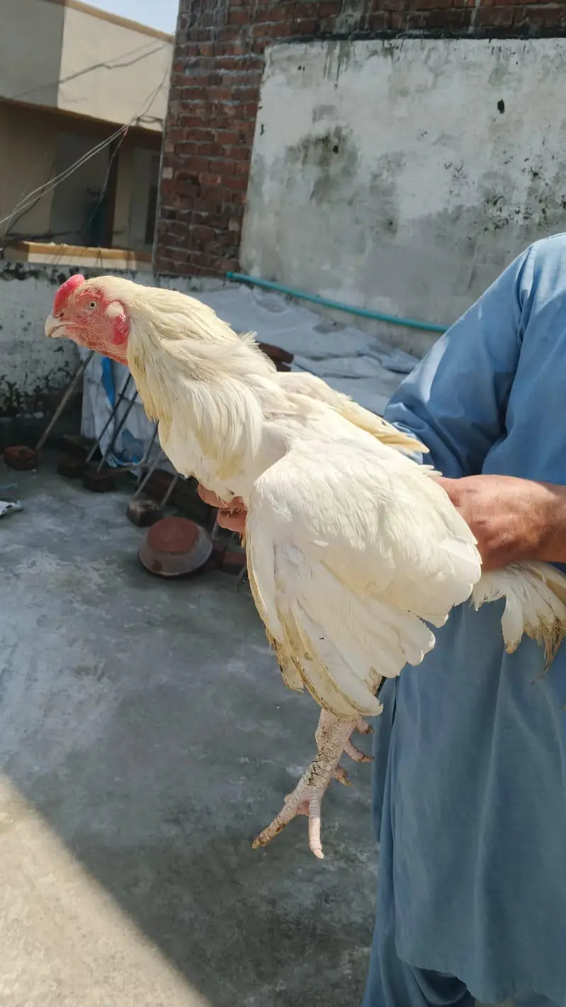Parrot Beek Heera Aseel Male — photo 2
