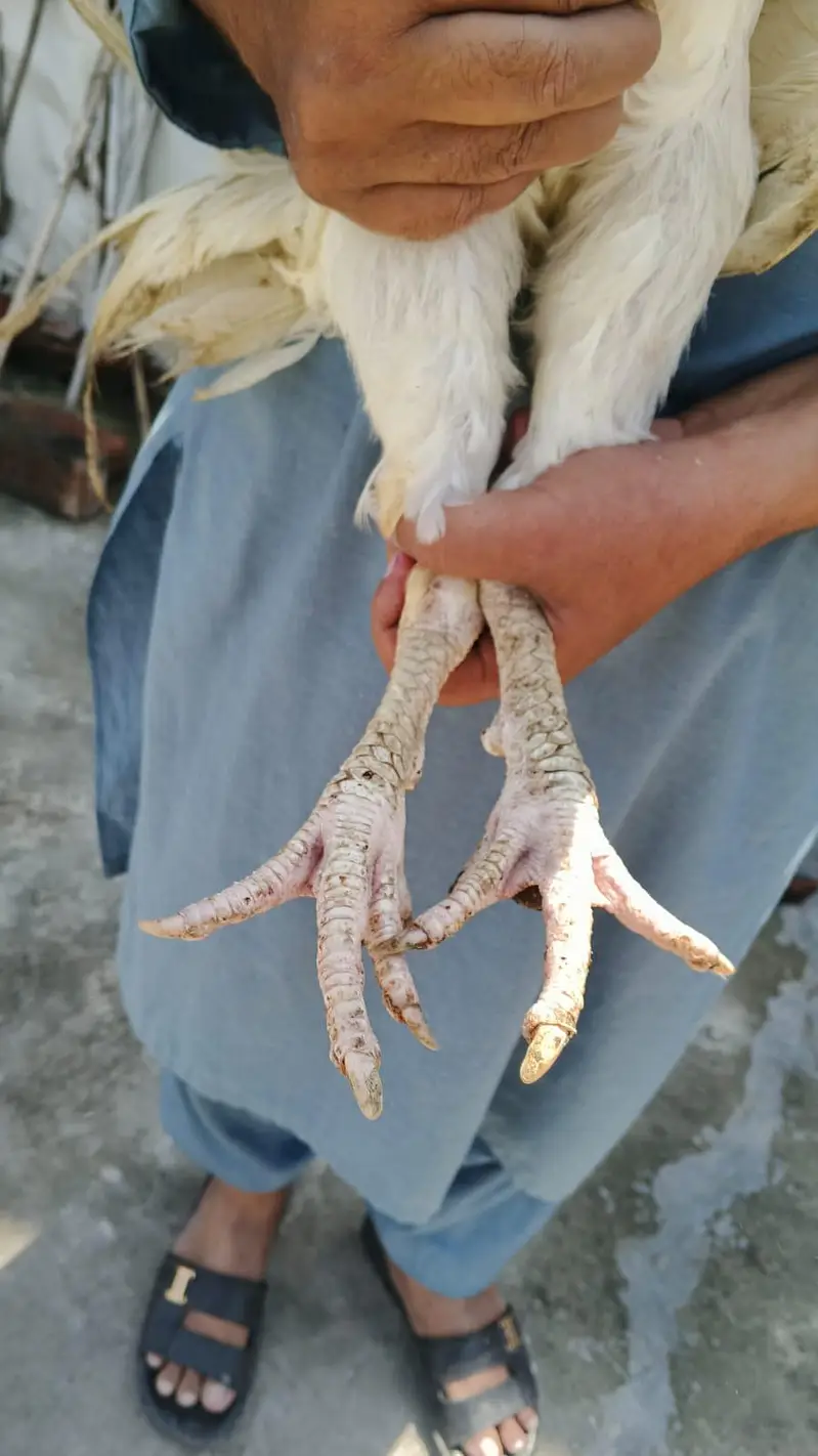 Parrot Beek Heera Aseel Male — photo 3