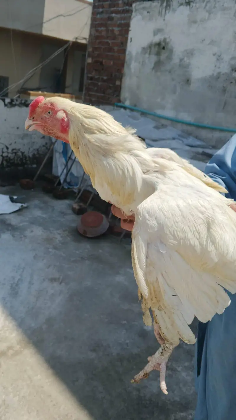 Parrot Beek Heera Aseel Male — photo 4