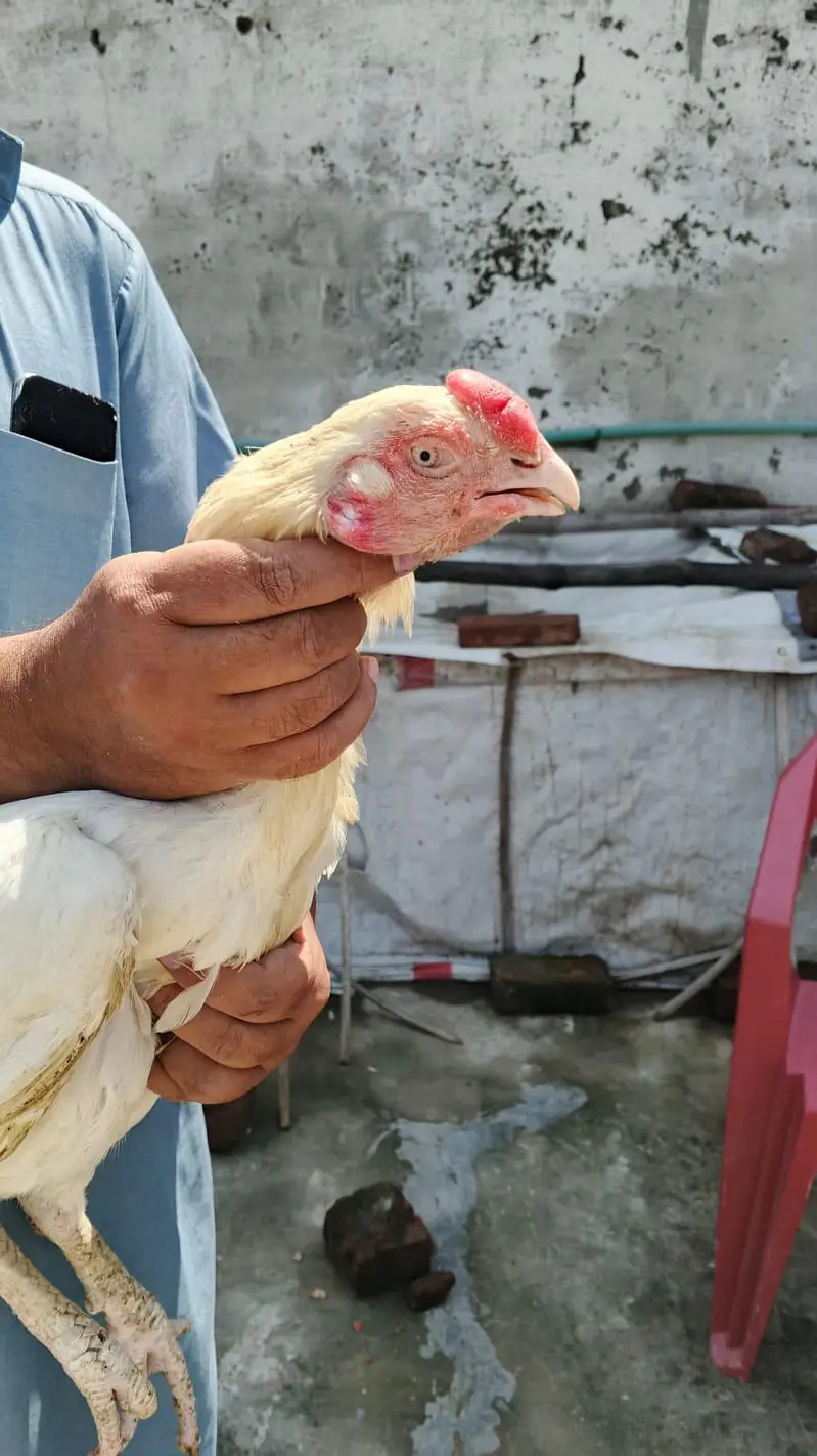 Parrot Beek Heera Aseel Male — photo 5