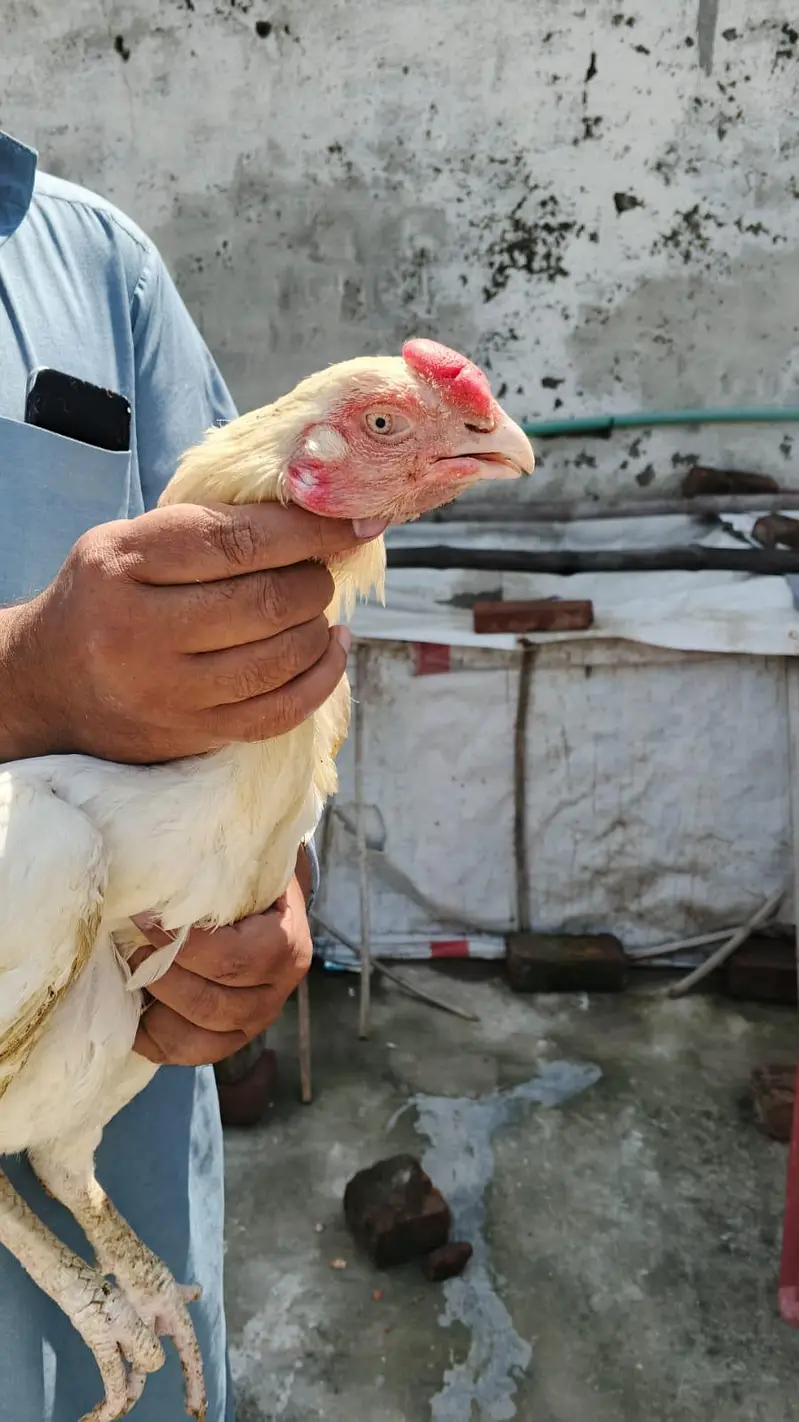 Parrot Beek Heera Aseel Male — photo 6
