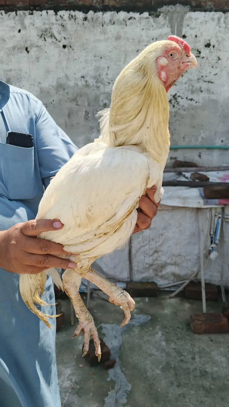 Parrot Beek Heera Aseel Male — photo 7