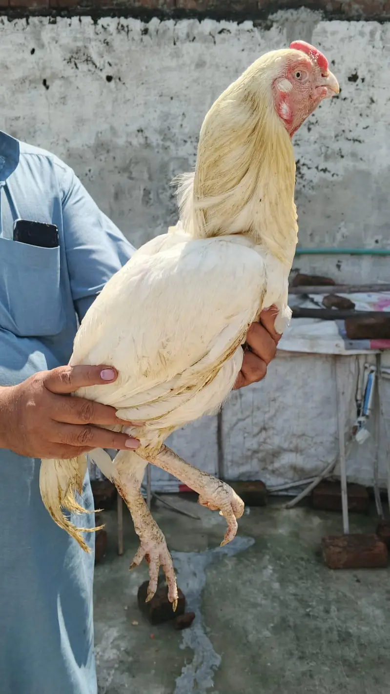 Parrot Beek Heera Aseel Male — photo 9