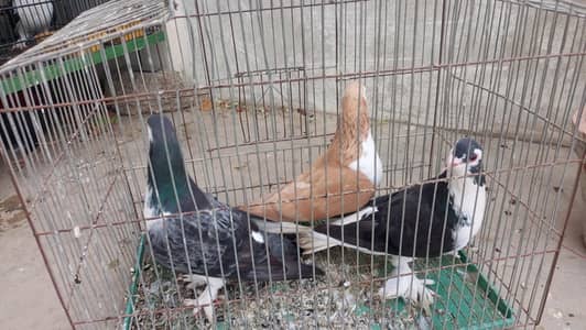 sherazi nar black brown aur grey sherazi