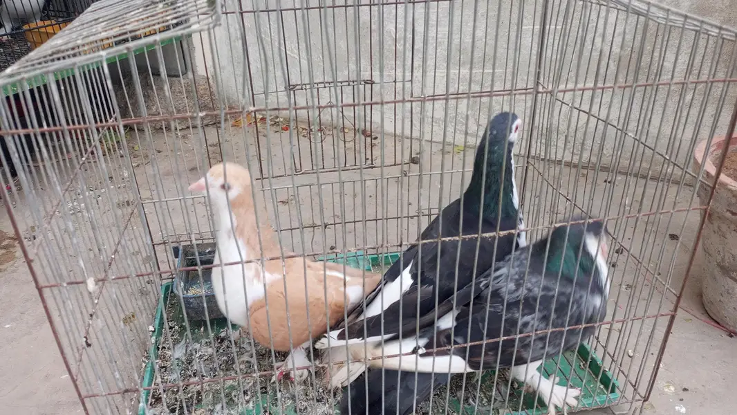 sherazi nar black brown aur grey sherazi — photo 2