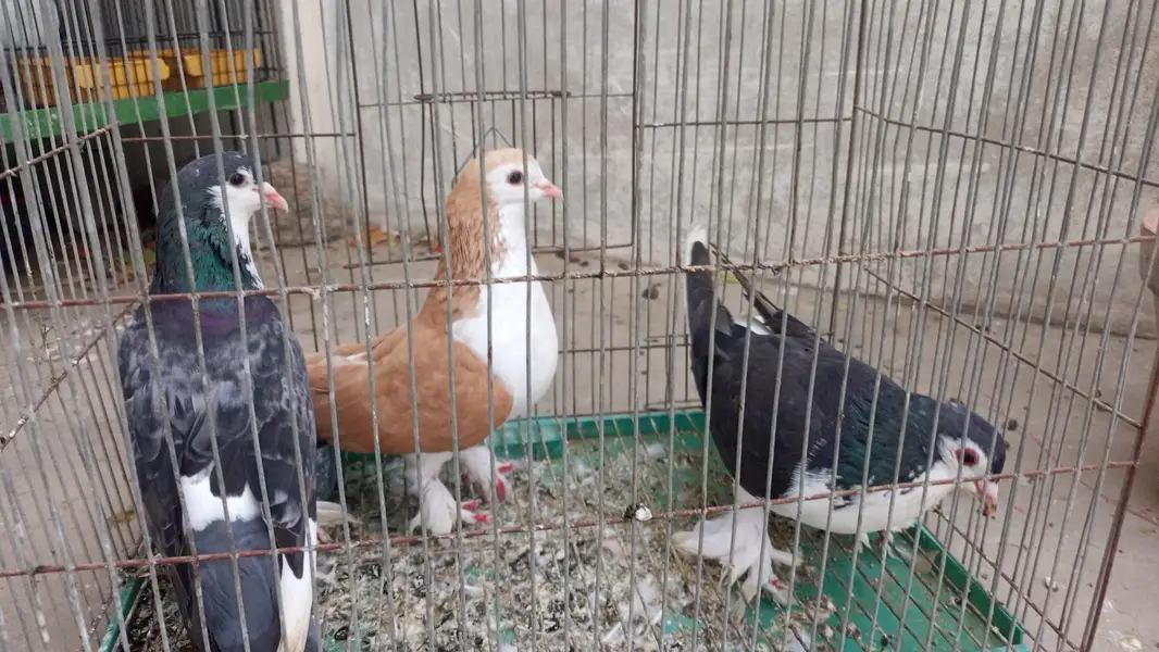 sherazi nar black brown aur grey sherazi — photo 3